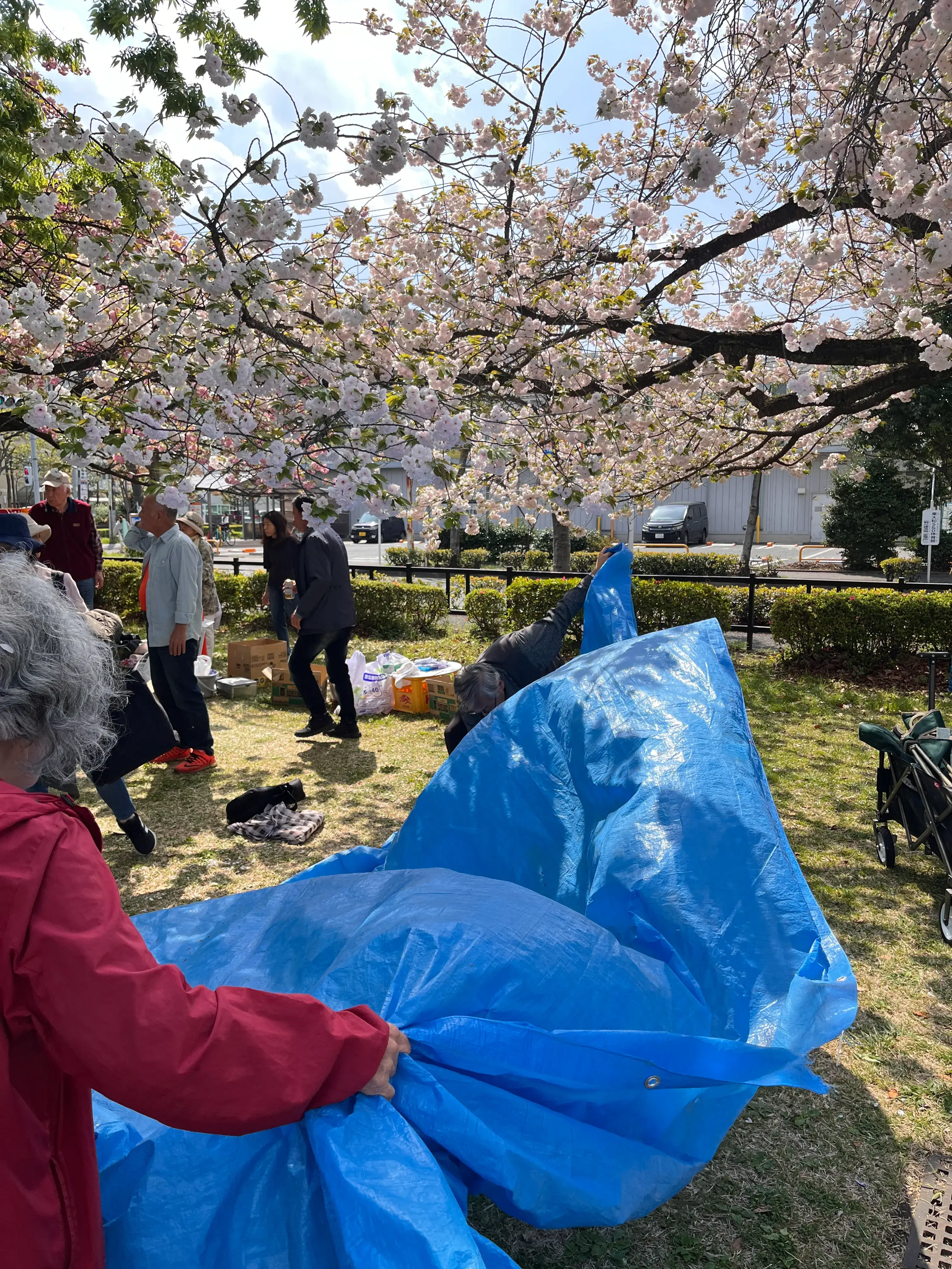 Spring sakura cherry blossoms in Tokyo area by Felix